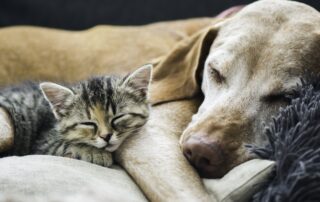 dog and cat sleeping together