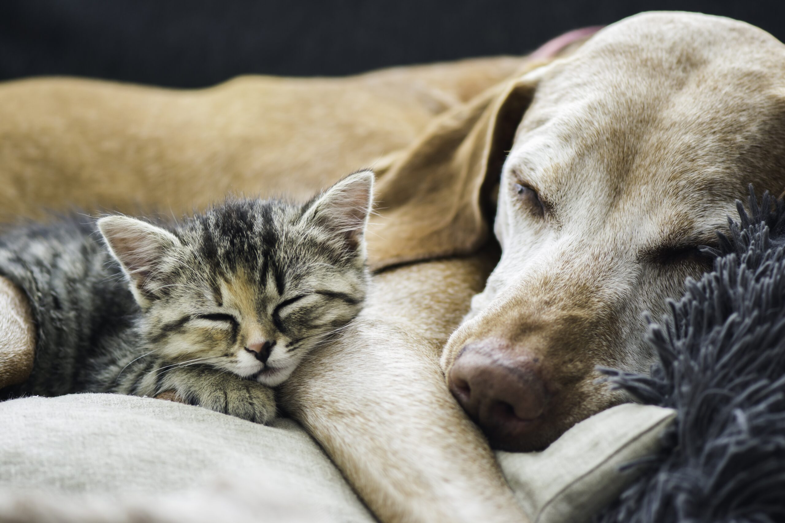 dog and cat sleeping together