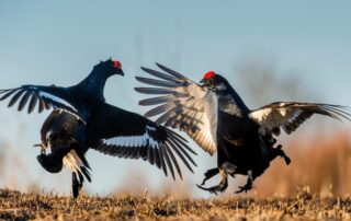 two birds fighting