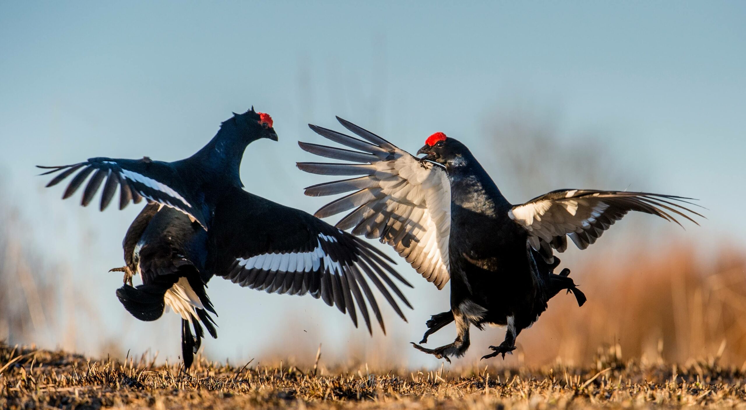 two birds fighting