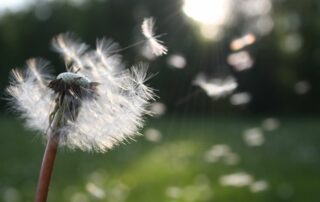 Dandelion blowing in breeze