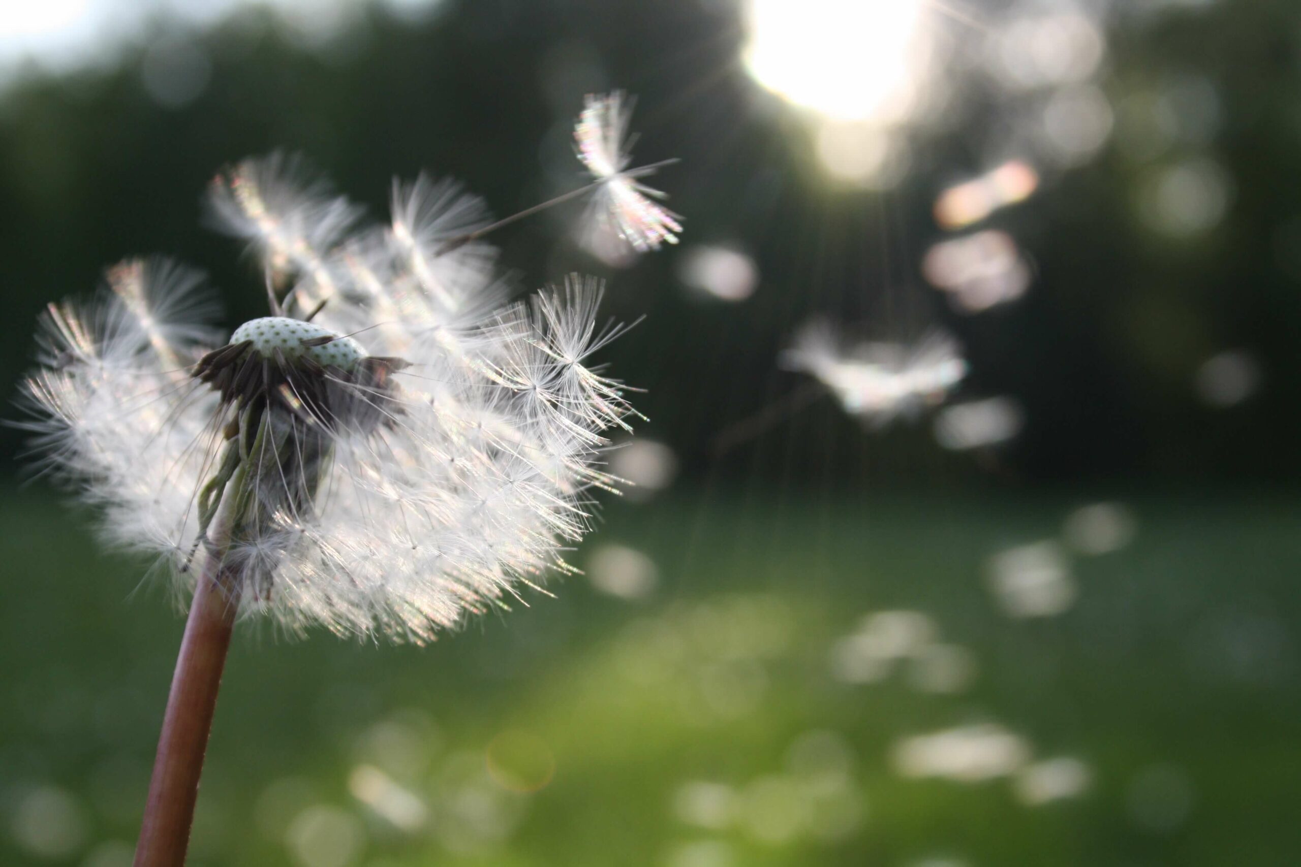 Dandelion blowing in breeze