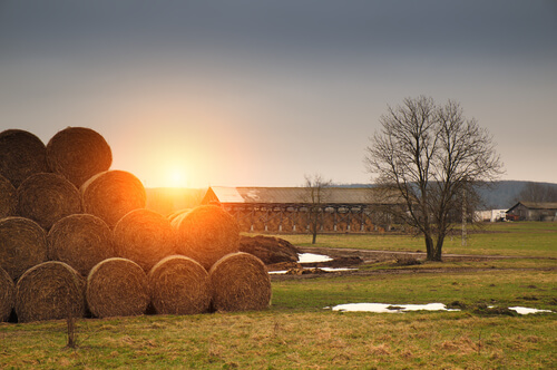 hay bales on a farm