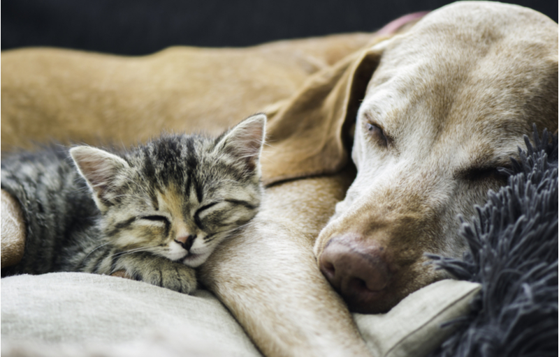 two pets, a dog and cat, sleeping together