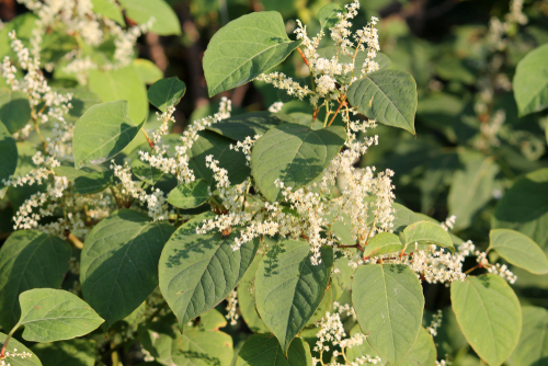 japanese knotweed